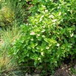 Aromatiques - Origan Paula - BIO - face recto